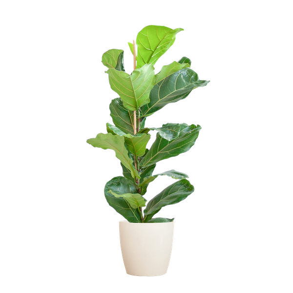 Ficus Lyrata met Viber pot wit - 80cm - Ø21