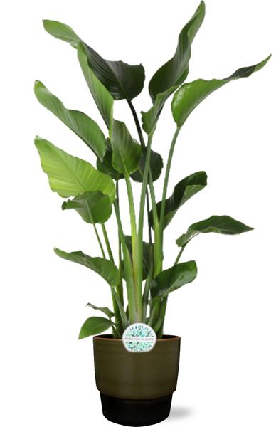 Strelitzia Nicolai - Ø24cm - ↕110cm + Erik Pot D26x23cm - Donker Groen