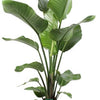 Strelitzia Nicolai - Ø21cm - ↕100cm + Selin Pot D22x19cm - Zwart