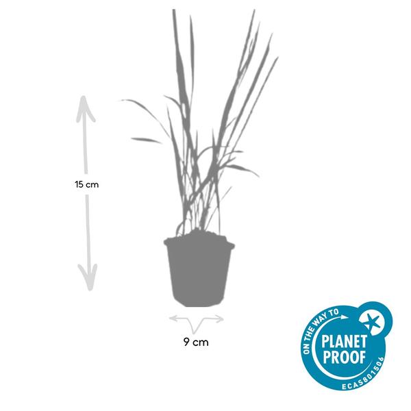 Imperata cylindrica 'Red Baron' - ↕10-25cm - Ø9cm - 6x