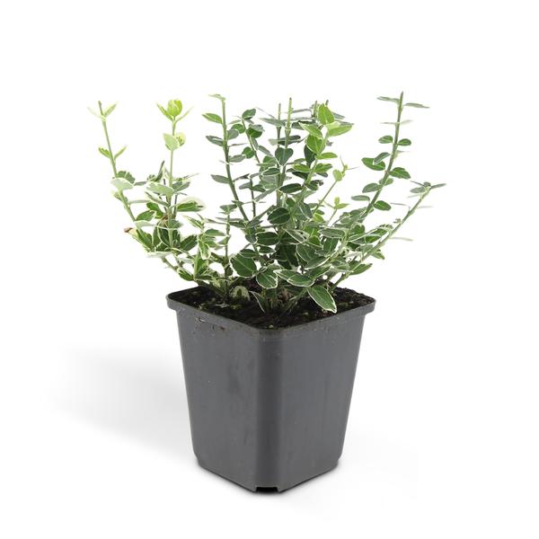 Euonymus 'Emerald 'n Gaity' - ↕10-25cm - Ø9cm - 12x