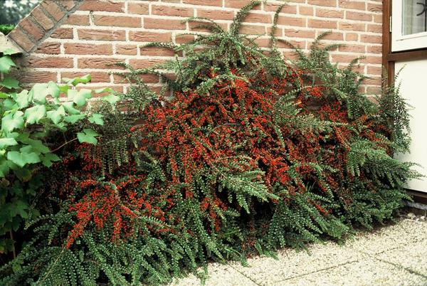 Cotoneaster horizontalis - ↕10-25cm - Ø9cm - 20x