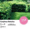 Carpinus Betulus - Blote wortel - 40/60 - 75x