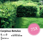 Carpinus Betulus - Blote wortel - 80/100 - 75x