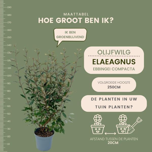 25 grote Olijfwilg planten voor 10 strekkende meter haag | ↨ 100-125 cm in 12 liter pot