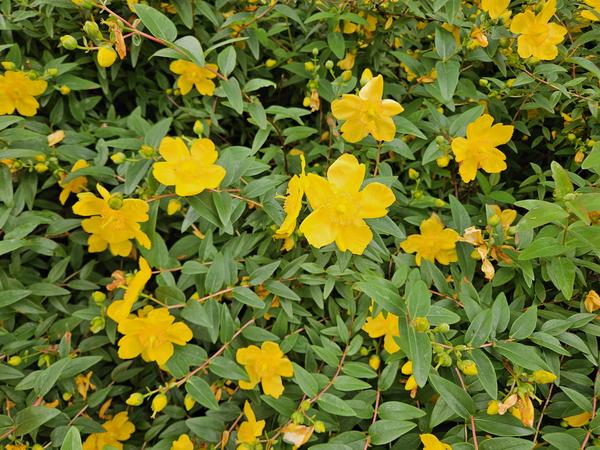 Hypericum dummeri 'Peter Dummer' - ↕10-25cm - Ø9cm - 20x