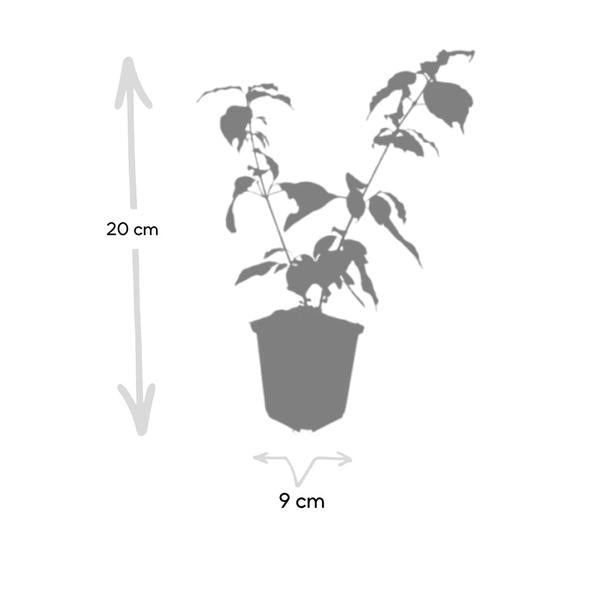 Cornus sang. 'Anny's Winter Orange' - ↕10-25cm - Ø9cm - 6x