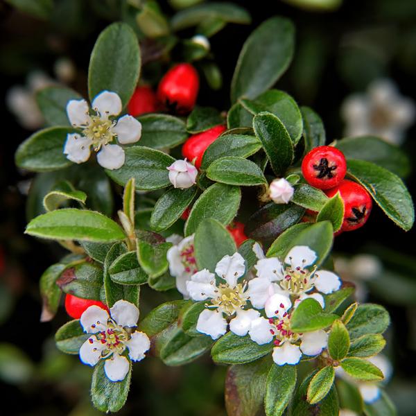 Cotoneaster dammeri - ↕10-25cm - Ø9cm - 40x