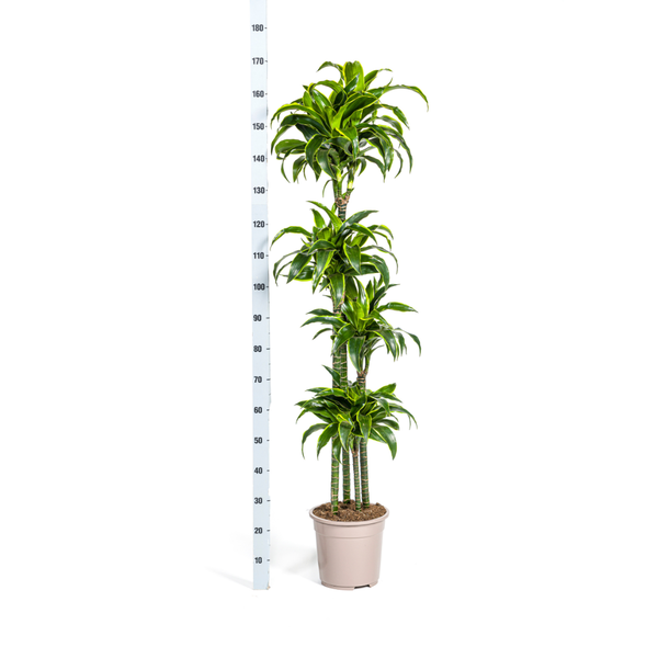 Dracaena Deremensis Dorado Ø27cm - ↕180cm