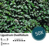 Ligustrum Ovalifolium - Blote wortel - 40/60 - 50x