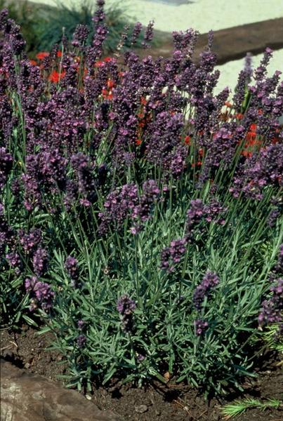 Lavandula ang. 'Munstead' - ↕10-25cm - Ø9cm - 6x