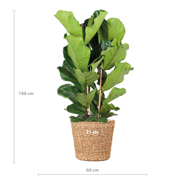 Ficus Lyrata XL met Torun mand - 140cm - Ø27