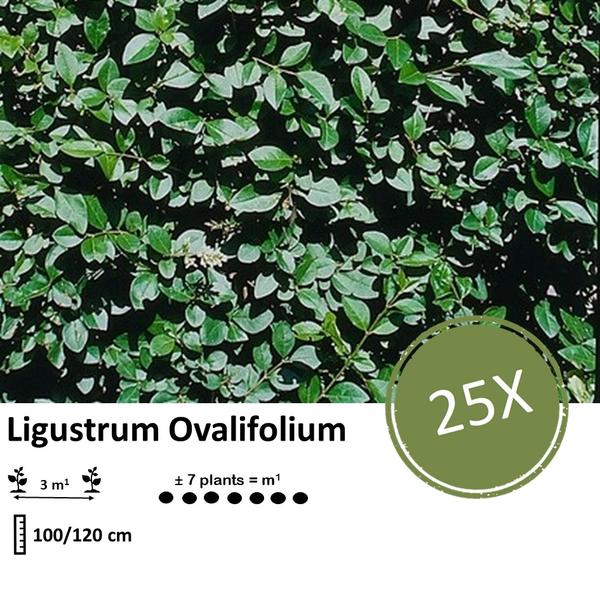 Ligustrum Ovalifolium - Blote wortel - 100/120 - 25x