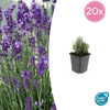 Lavandula ang. 'Dwarf Blue' - ↕10-25cm - Ø9cm - 20x