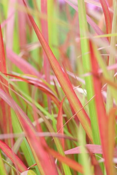 Imperata cylindrica 'Red Baron' - ↕10-25cm - Ø9cm - 12x