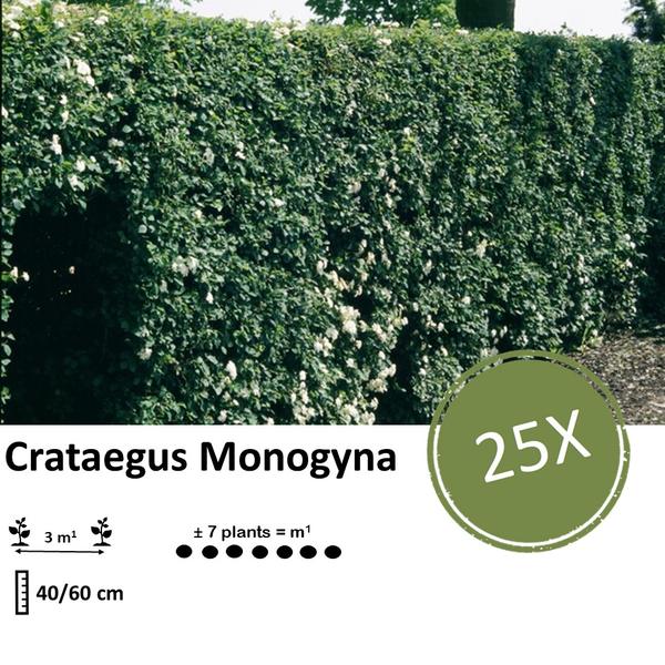 Crataegus Monogyna - Blote wortel - 40/60 - 25x