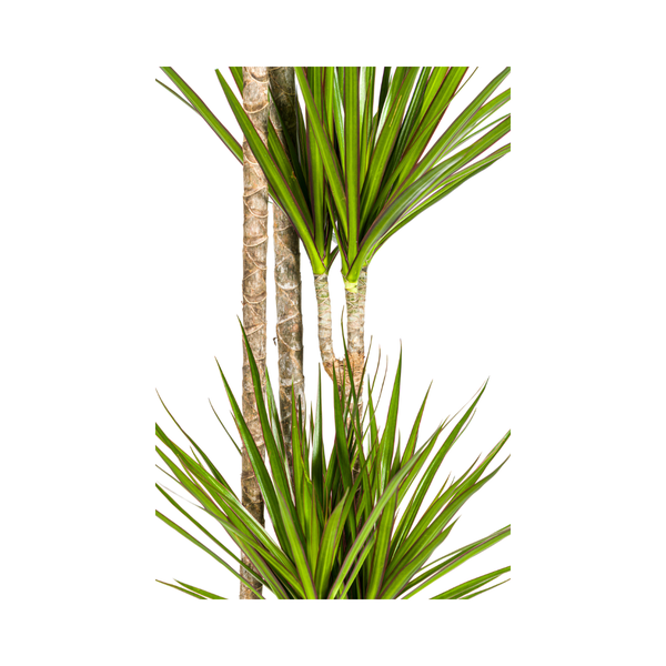 Dracaena Marginata Green Ø27cm - ↕180cm