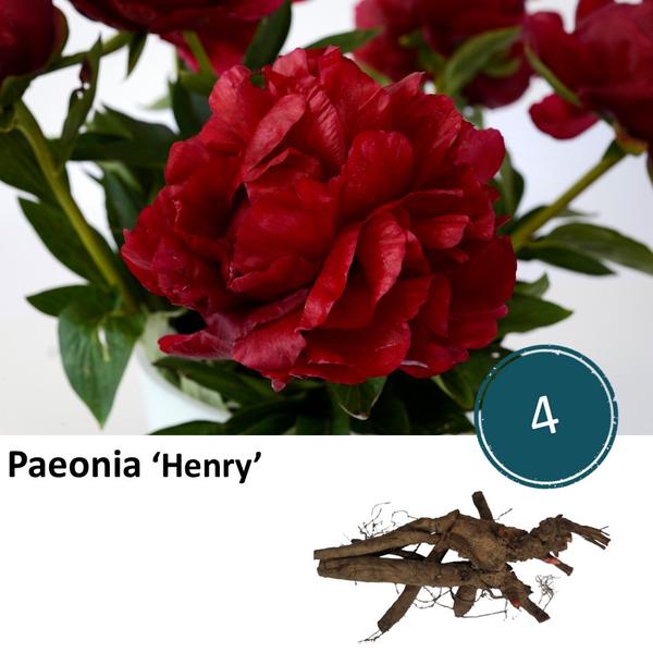 Paeonia 'Henry' - 4x