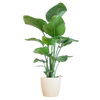 Strelitzia Nicolai met Viber pot wit - 80cm - Ø21