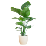 Strelitzia Nicolai met Viber pot wit - 80cm - Ø21