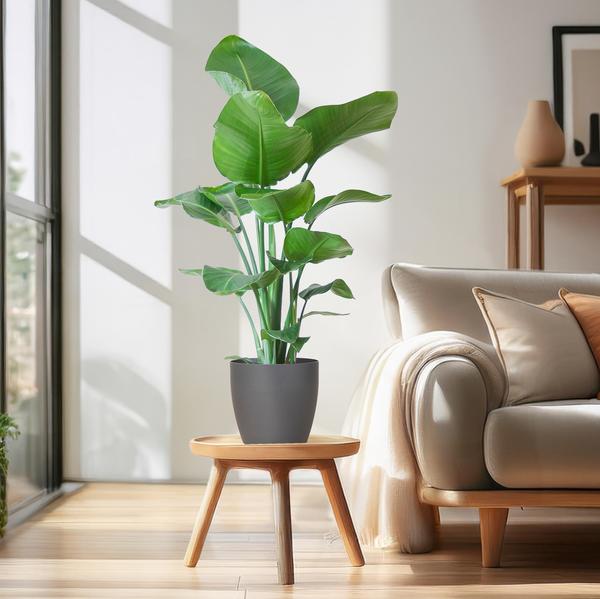 Strelitzia Nicolai met Viber pot grijs - 80cm - Ø21