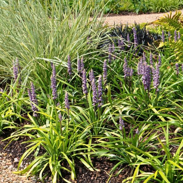 3 x Liriope muscari 'Ingwersen' - Ø 14 cm - ↨ 25 cm