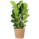 Ficus Lyrata XL met Torun mand - 140cm - Ø27