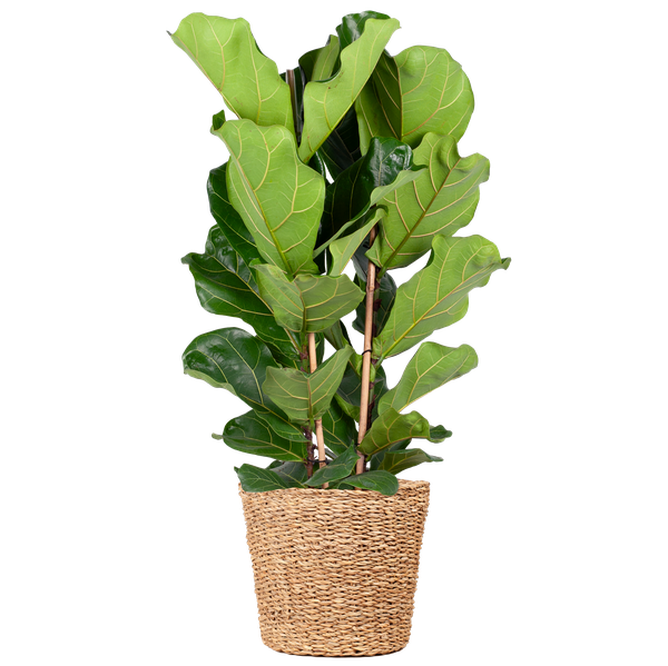 Ficus Lyrata XL met Torun mand - 140cm - Ø27