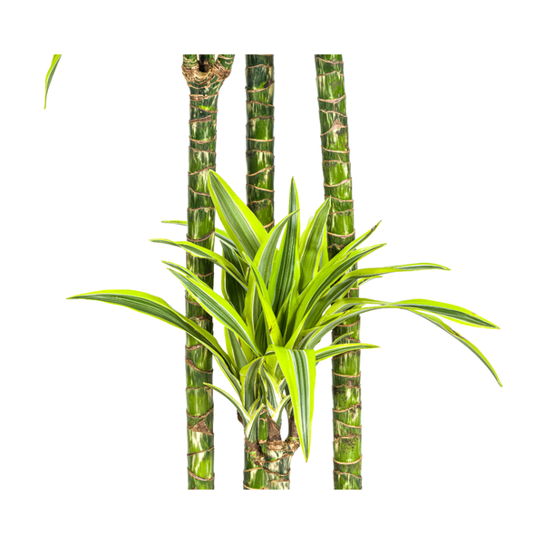 Dracaena Deremensis Lemon Lime Ø27cm - ↕180cm