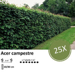 Acer campestre  - Blote wortel - 60/80 - 25x