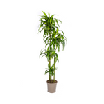 Dracaena Deremensis Hawaiian Sunshine Ø27cm - ↕180cm