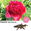 Paeonia 'Red Charme' - 10x