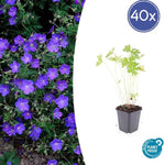 Geranium 'Johnson's Blue' - ↕10-25cm - Ø9cm - 40x
