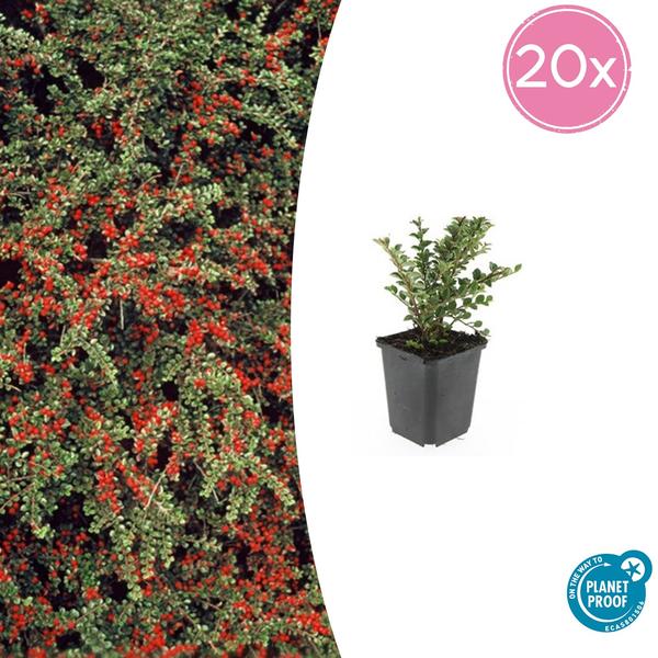 Cotoneaster horizontalis - ↕10-25cm - Ø9cm - 20x