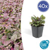 Ajuga reptans 'Burgundy Glow' - ↕10-25cm - Ø9cm - 40x