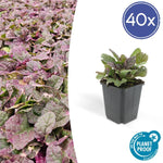 Ajuga reptans 'Burgundy Glow' - ↕10-25cm - Ø9cm - 40x