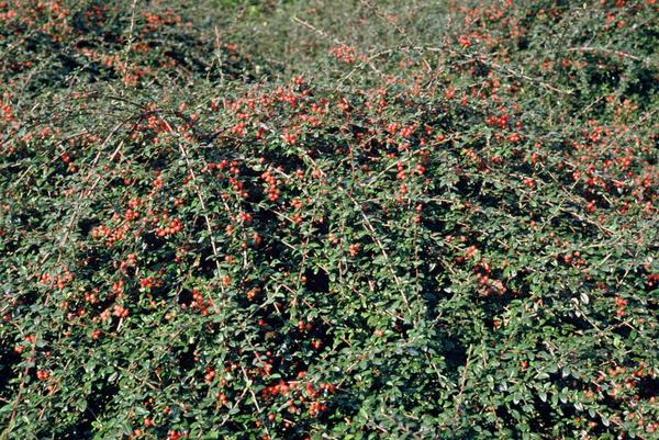 Cotoneaster suec. 'Coral Beauty' - ↕10-25cm - Ø9cm - 6x