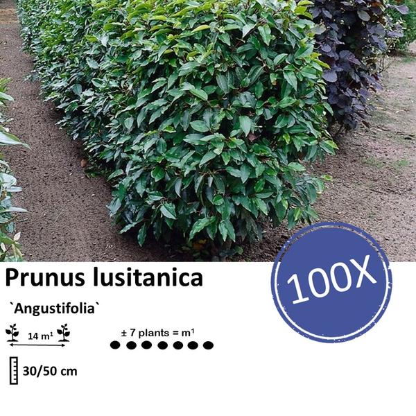 Prunus lusitanica `Angustifolia`- ↕30-50cm - blote wortel - 100x