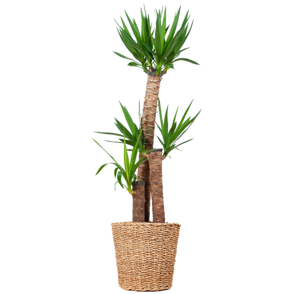 Yucca XL met Torun mand - 125cm - Ø24