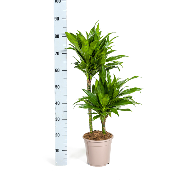 Dracaena Deremensis Green Jewel  Ø19cm - ↕80cm