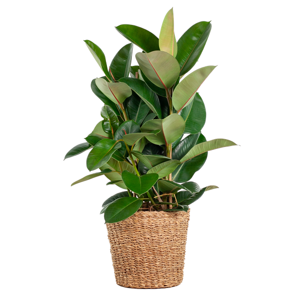 Ficus Elastica Robusta XL met mand Torun - 90cm - Ø27