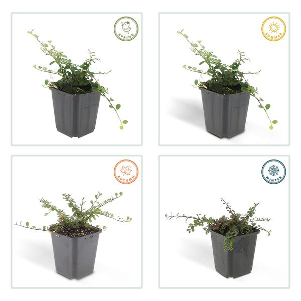 Cotoneaster pr. 'Queen of Carpets' - ↕10-25cm - Ø9cm - 40x