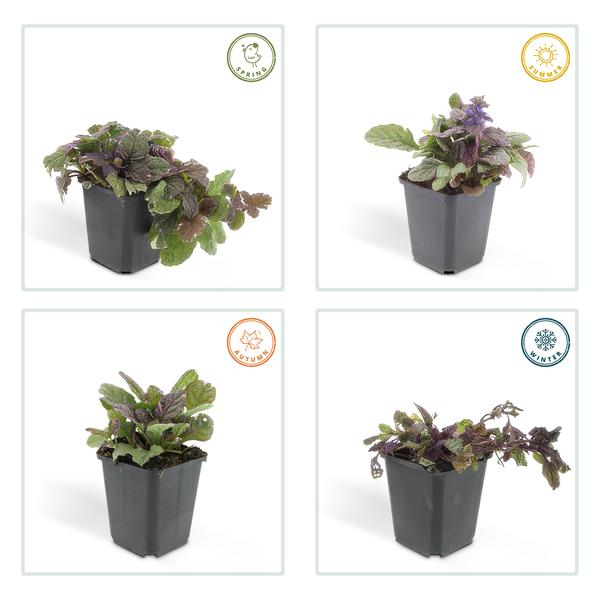 Ajuga reptans 'Burgundy Glow' - ↕10-25cm - Ø9cm - 40x