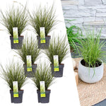 6 x Carex brunnea Variegata - Ø 14 cm - ↨ 25 cm