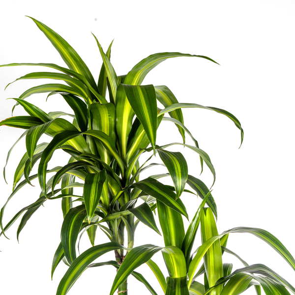 Dracaena Deremensis Hawaiian Sunshine Ø27cm - ↕180cm