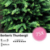 Berberis thunbergii -  ↕30-50cm - blote wortel - 75x