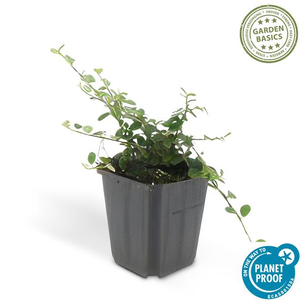 Cotoneaster pr. 'Queen of Carpets' - ↕10-25cm - Ø9cm - 40x