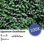 Ligustrum Ovalifolium - Blote wortel - 80/100 - 100x