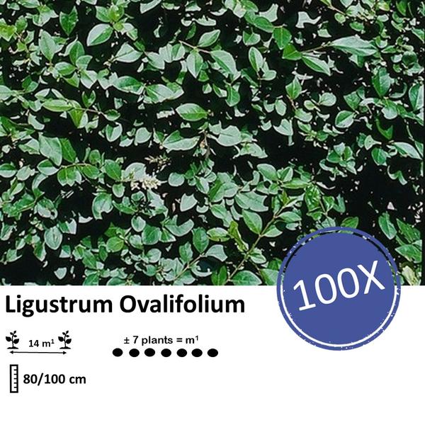 Ligustrum Ovalifolium - Blote wortel - 80/100 - 100x