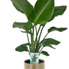 Strelitzia Nicolai - Ø19cm - ↕90cm + Terni Pot D20x20cm - Groen